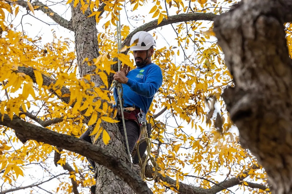 Skilled Tree Trimming crew working in Bloomburg