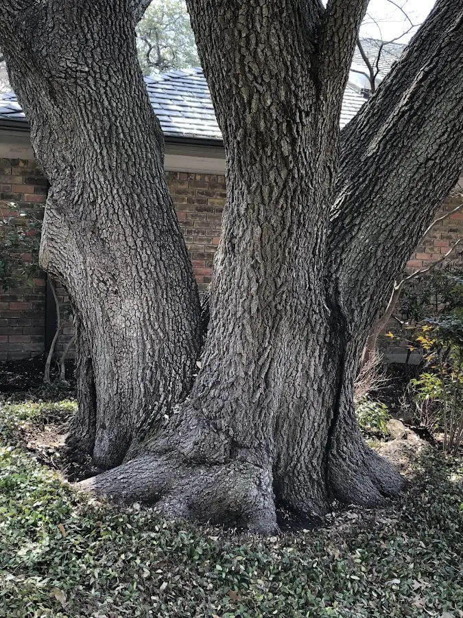 Mature heritage tree close to a Bloomburg property cared for by certified arborists
